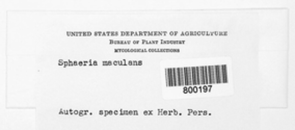 Leptosphaeria maculans image